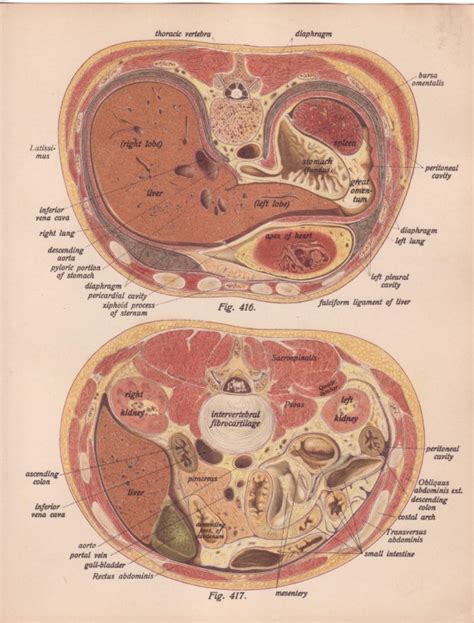 Diagram Of Organs In Lower Back Female Lower Back Anatomy Internal