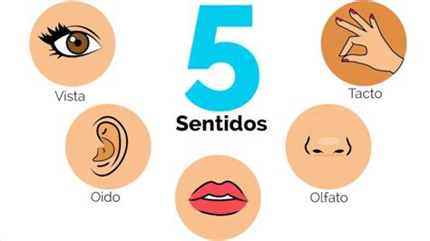 Los Cinco Sentidos Para Niños El Gusto Tacto Oido Olfato Y La