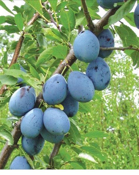Plum trees begin to bear when they are three to six years of age. Mini Italian Plum Tree Grows fruit sooner than a large ...