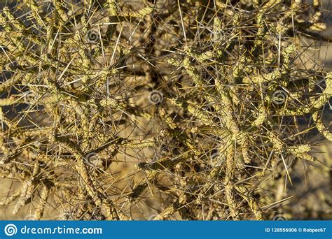 The Mojave Desert Thorny Shrub Close Up View Stock Photo Image Of