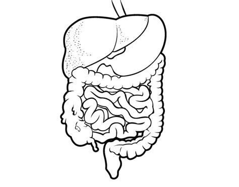 Human gastrointestinal tract | Aparato digestivo dibujo, Sistema digestivo dibujo, Sistema digestivo