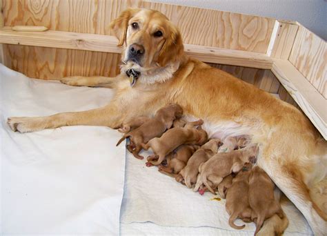 First Born Golden Retriever Newborn Puppies Newborn Puppies At