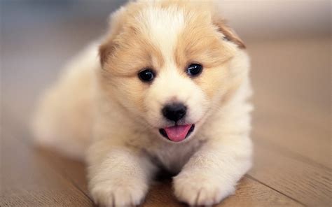 Cute Puppies Hd Wallpapers Page 0 High Resolution