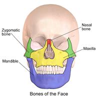 In the neurocranium these are the occipital bone, two temporal bones, two parietal bones, the sphenoid. Face - Wikipedia