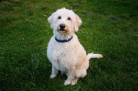 The price of the mix you are talking about depends on the breeder and area that you live in. Double Doodle Dog Breed Health, Training, Feeding ...