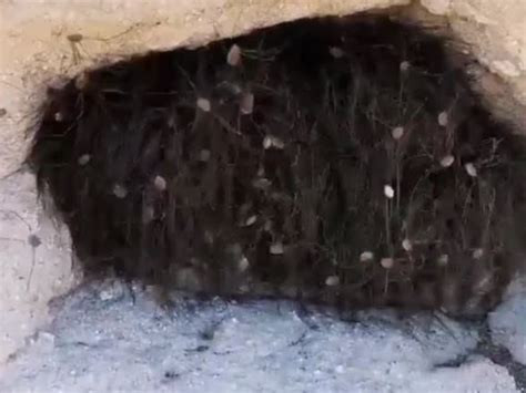 Viral Spider Video Tourists Poking ‘furry Clump Get Nasty Surprise
