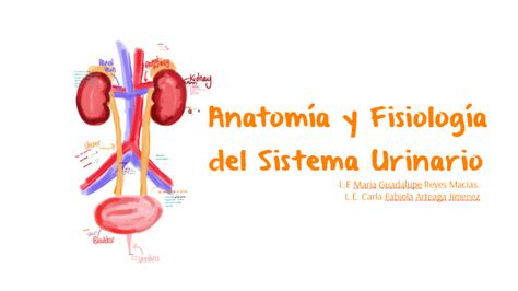 Anatomia Y Fisiologia Sistema Urinario By Fabiola Arteaga