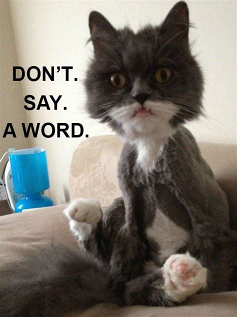 • • • bernie memes are so last week. Funny Cat Is Funny