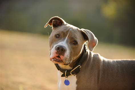 Those wondering how to breed american pit bull terriers are generally confused by the wealth of contradictory and controversial information available online. Caring for Dog Breeds - Popularly Owned & Most Available ...