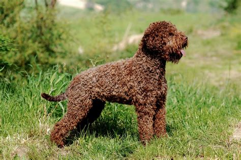 Bbmag Dogs The Most Famous Italian Breeds