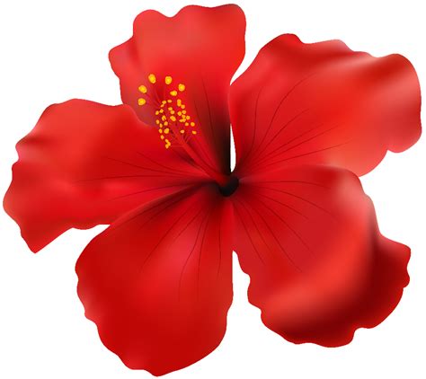 Hibiscus Png Picture Png Svg Clip Art For Web Download Clip Art Png