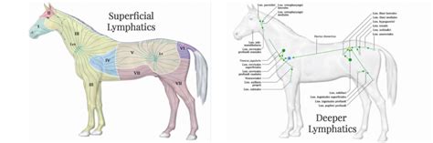 The Equine Lymphatic System And Treatment Of Equine Chronic Progressive