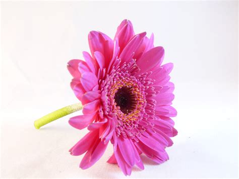 무료 이미지 화이트 꽃잎 매크로 담홍색 플로라 아름다운 거베라 마젠타 플로리스트 리 꽃 피는 식물 데이지