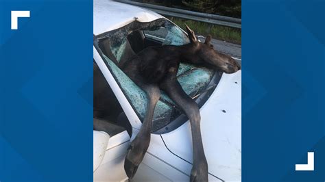 Northern Maine Driver Escapes Injury In Moose Crash
