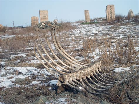 Bones on cemetery | Free Images For Commercial Use