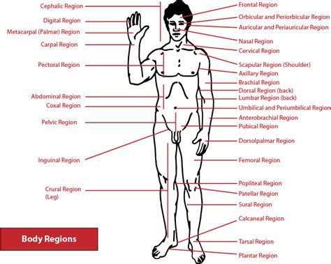 Learn these parts of body names to increase your vocabulary words in. el moderno prometeo: Locomotor System: Planes and Body Regions