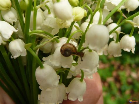 Emblème de ce jour férié. Photo : Muguet 1er mai