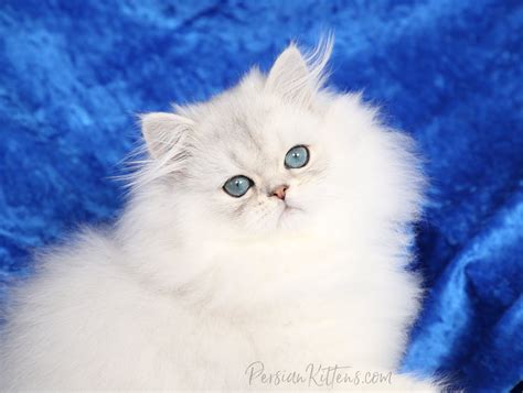 Doll Face Persian Kittens for Sale - In business for 34 years.Persian