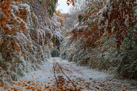 Trees Leaves Fall October The First Snow The Road Wallpaper 2048x1361