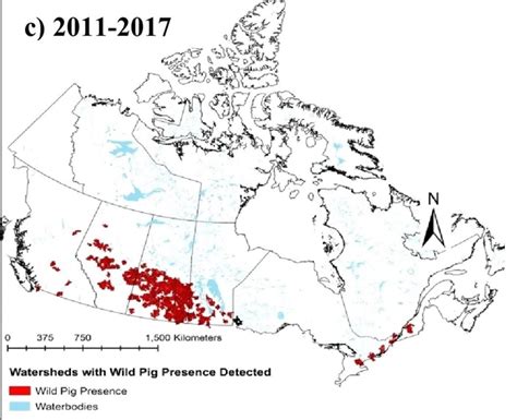 Wild Pig Population Continues Massive Expansion In Sask Prof Warns
