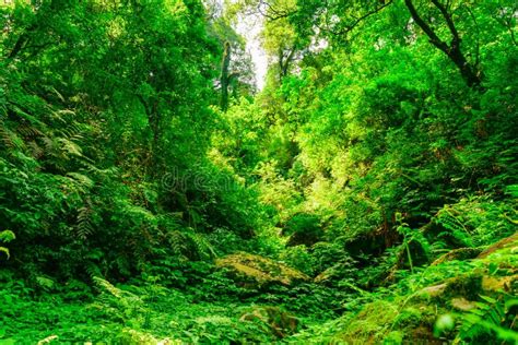 Evergreen Rainforest In Garajonay National Park Stock Photo Image Of