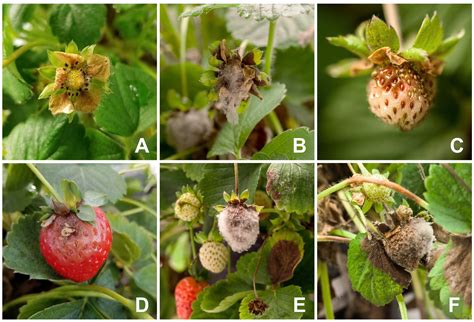 Grey Mould Of Strawberry A Devastating Disease Caused By The
