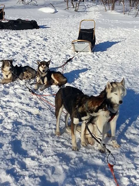 Hetta Huskies Uk Holidays Four Square Wonders Of The World Arctic