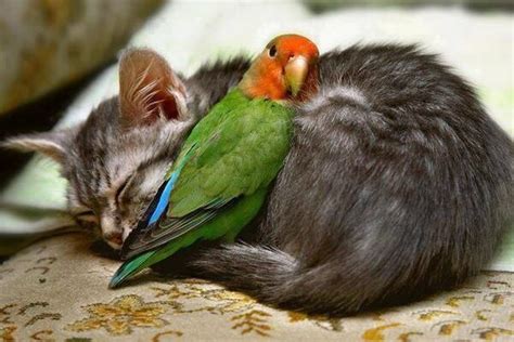 Cat And Bird Forever Friends Animals Friendship Unlikely Animal