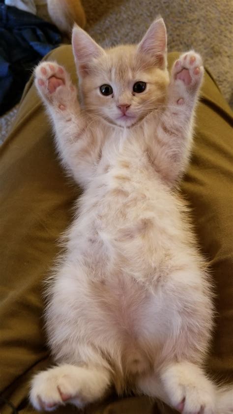 Just Stumbled On This Sub I Thought You D Enjoy Chatea S Kitten Belly