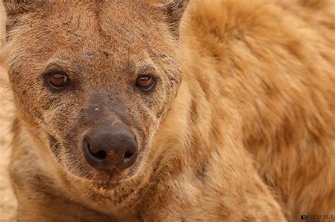 Their most severe threat, however, is from humans encroaching on their habitat. Scarface the Legend of the Masai Mara - Lions of Africa ...
