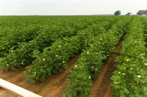 Efforts Continue To Help Cotton Farmers Southeast Agnet