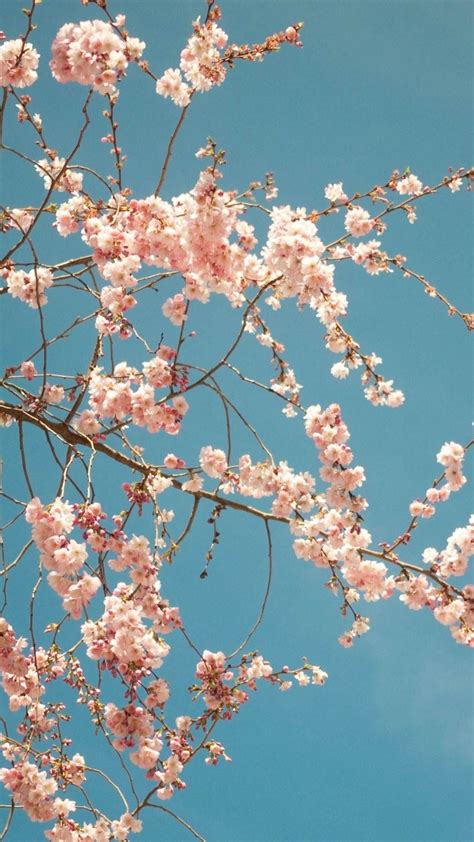 Cherry Blossom Tree Best Htc Wallpapers