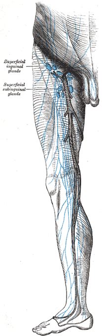 The Lymphatics Of The Lower Extremity Human Anatomy