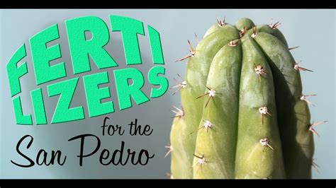 Helps retain moisture and provides aeration for better root growth. Fertilizers for the San Pedro cactus (and other ...
