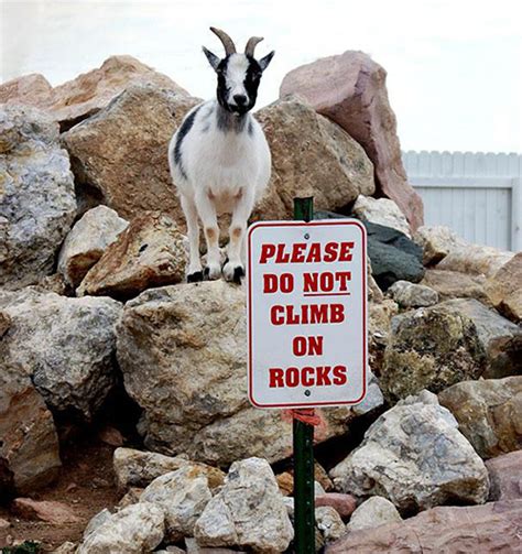 The best meme creator online! goat memes | Tumblr