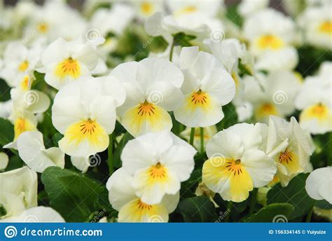 Heartsease Viola Or Violet Viola Is A Genus Of Flowering Plants Stock