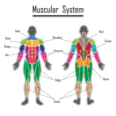 Muscles In The Body Diagram Muscles Diagrams Diagram Of Muscles And