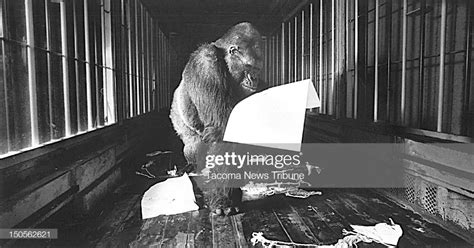 News Photo This 1988 File Photo Shows Ivan The Gorilla At Ivan The Gorilla Poetry Anchor