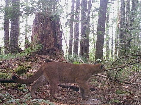 40 Trail Cam Photos That Reveal Oregons Hidden Wildlife