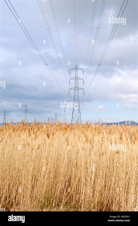 Reed Beds With Pylons And Power Lines Over At Newport Wetlands National