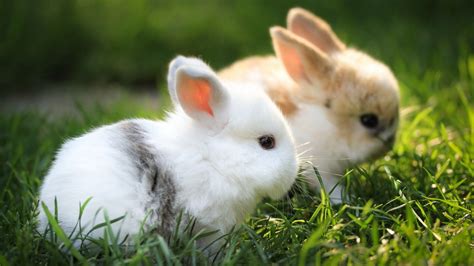 It does make sense when you think about it. Cute Brown And White Rabbits Are Sitting On Green Grass HD ...