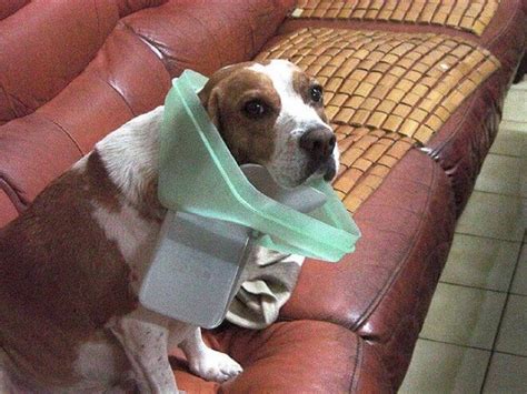 29 Adorable Guilty Dogs Who Always Get Away With Everything