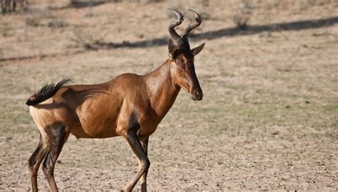 Endangered Species Tora Hartebeest Antelope İnteresting Animal Kingdom