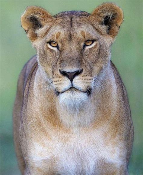 Gorgeous African Lioness She Looks Very Capable Of Taking Care Of