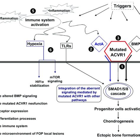 Schematic Representation Of Molecular And Cellular Events Involved In