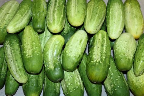 Freshly Picked Cucumbers On Table Free Stock Photo Public Domain Pictures