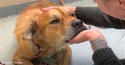 Senior Dog Given Weeks To Live Defies All Odds After Being Rescued From