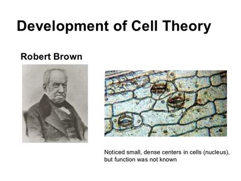 These parts are the cell membrane which can be. Cell theory timeline | Timetoast timelines