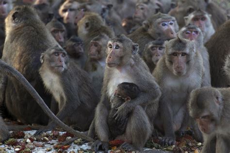 Another Cambodian Official May Have Ties To Monkey Smuggling Ring