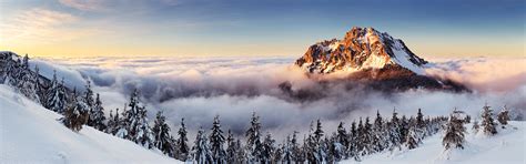 Tatra Mountains Forest Trees Pine Trees Tatra Slovakia Mist Hd